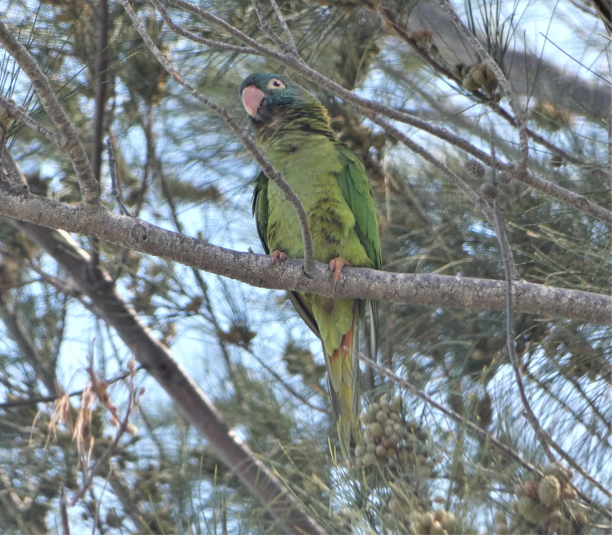 Blue-crowned Parakeet (Blue-crowned) - Kitty ONeil