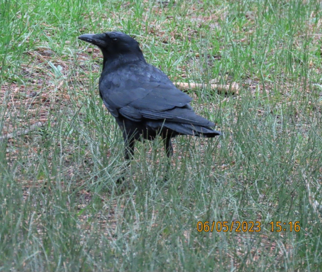 American Crow - ML581691461
