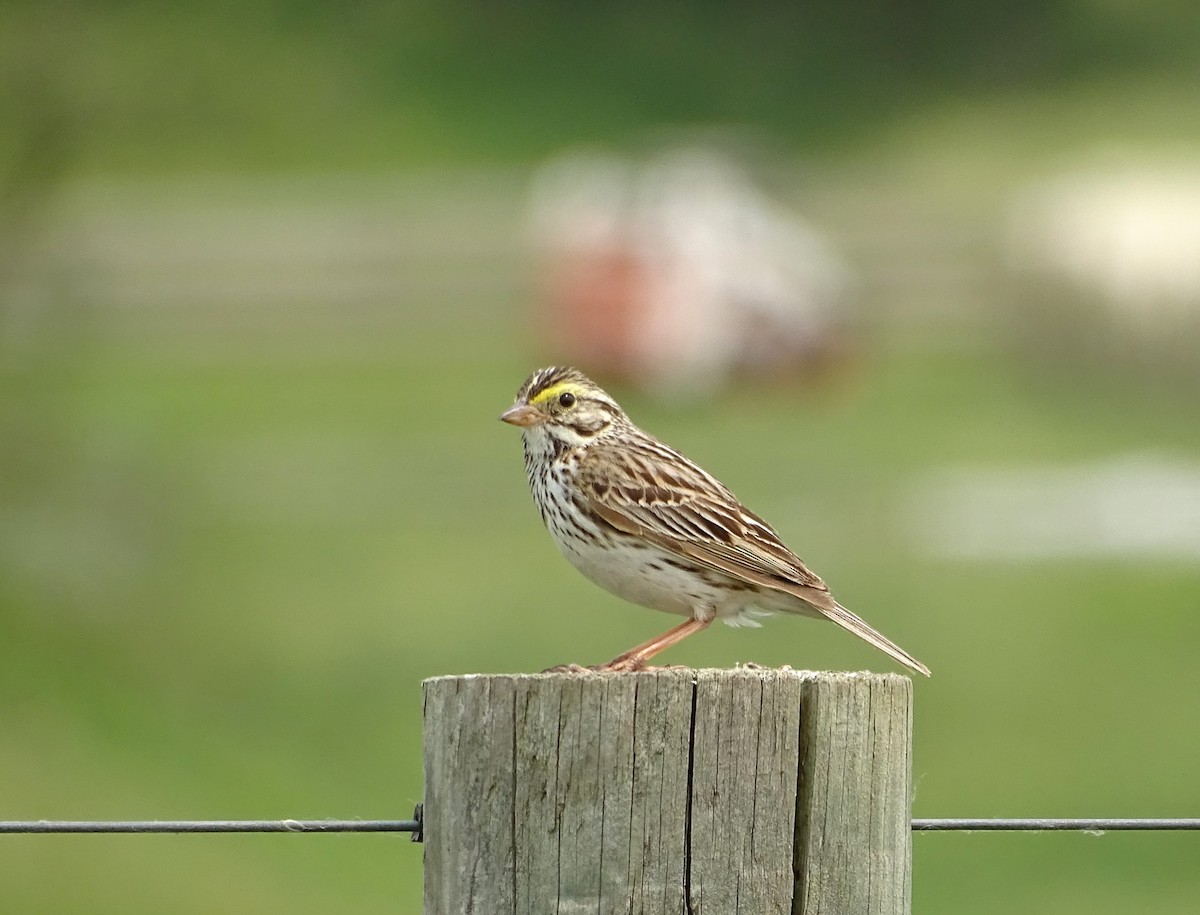 Savannah Sparrow - ML581693511