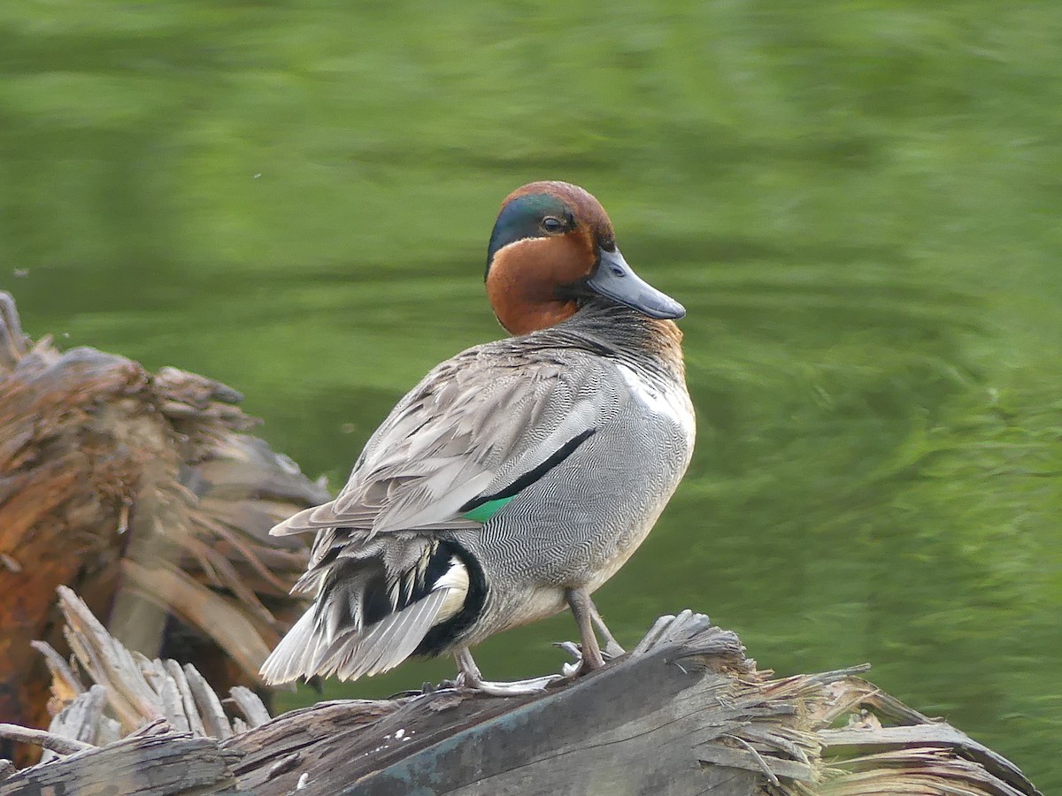 Green-winged Teal - ML581695001