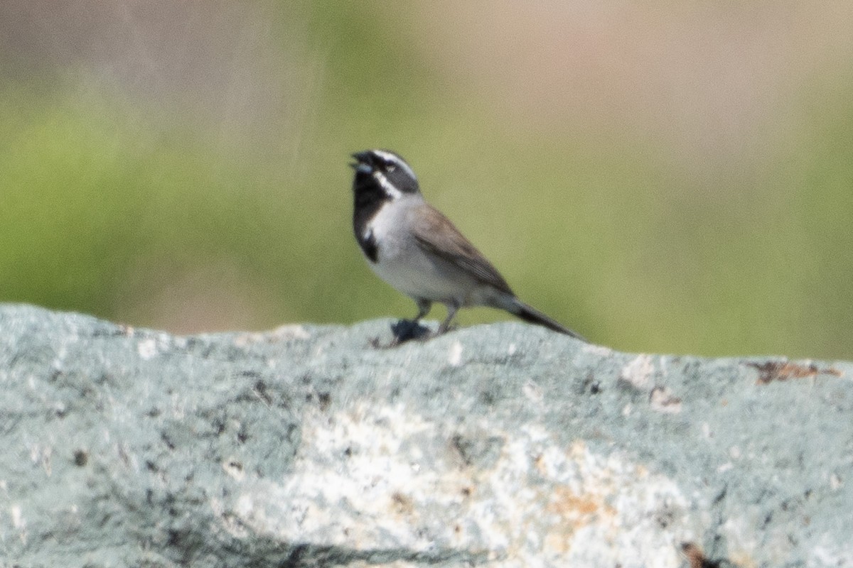 Black-throated Sparrow - ML581695121