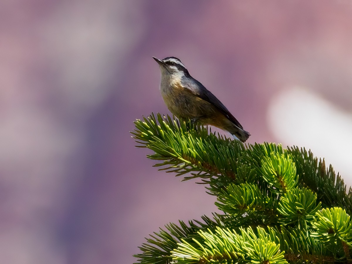 Red-breasted Nuthatch - ML581695181