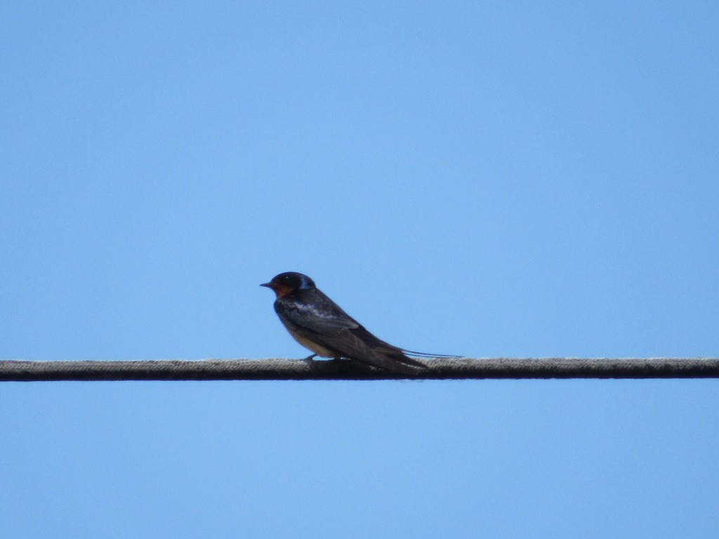 Barn Swallow - ML581695251