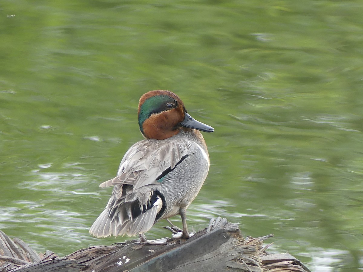 Green-winged Teal - ML581695291