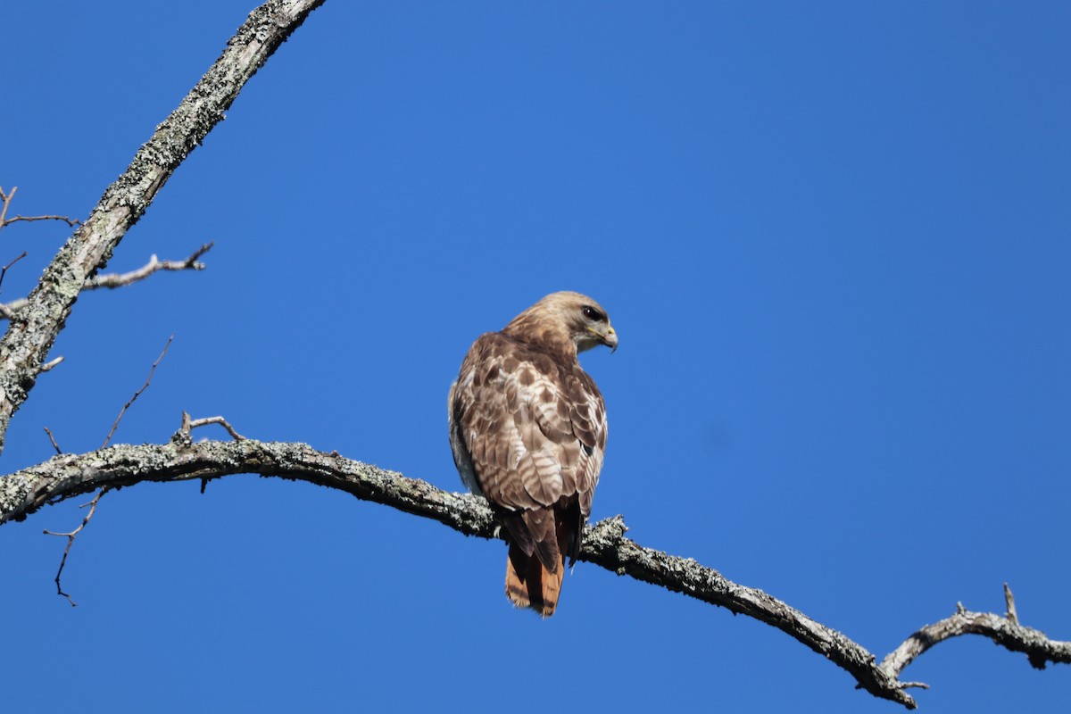 Red-tailed Hawk - ML581695301