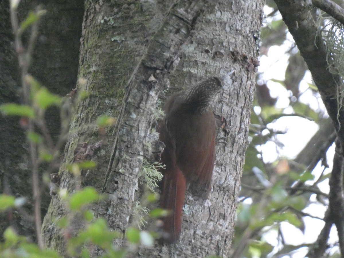 Spot-crowned Woodcreeper (Northern) - ML581696331