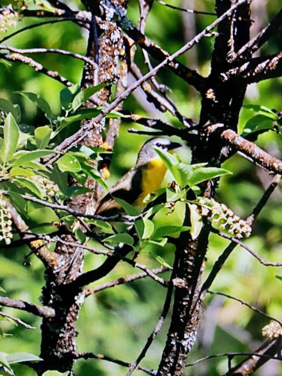 Yellow-breasted Chat - ML581696351