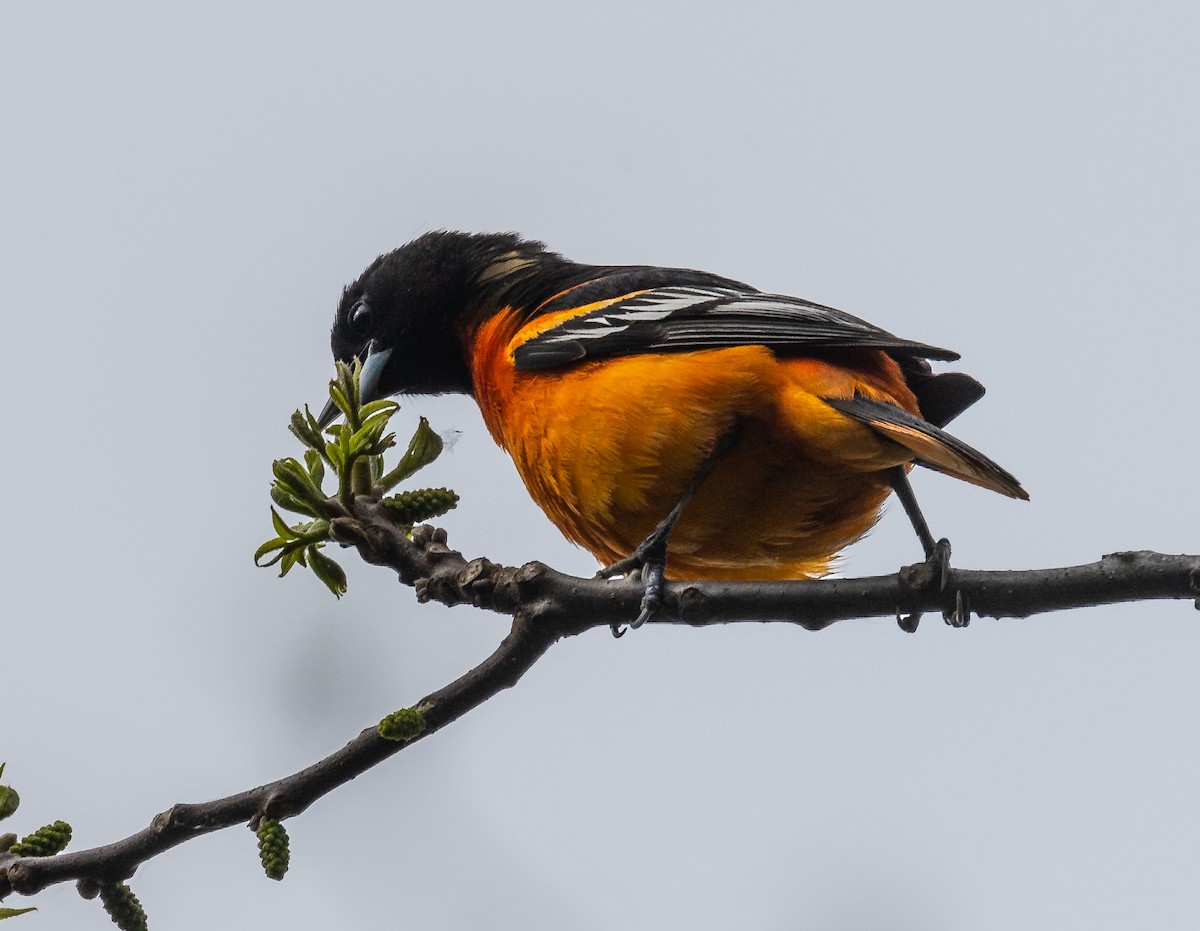 Oriole de Baltimore - ML581698061