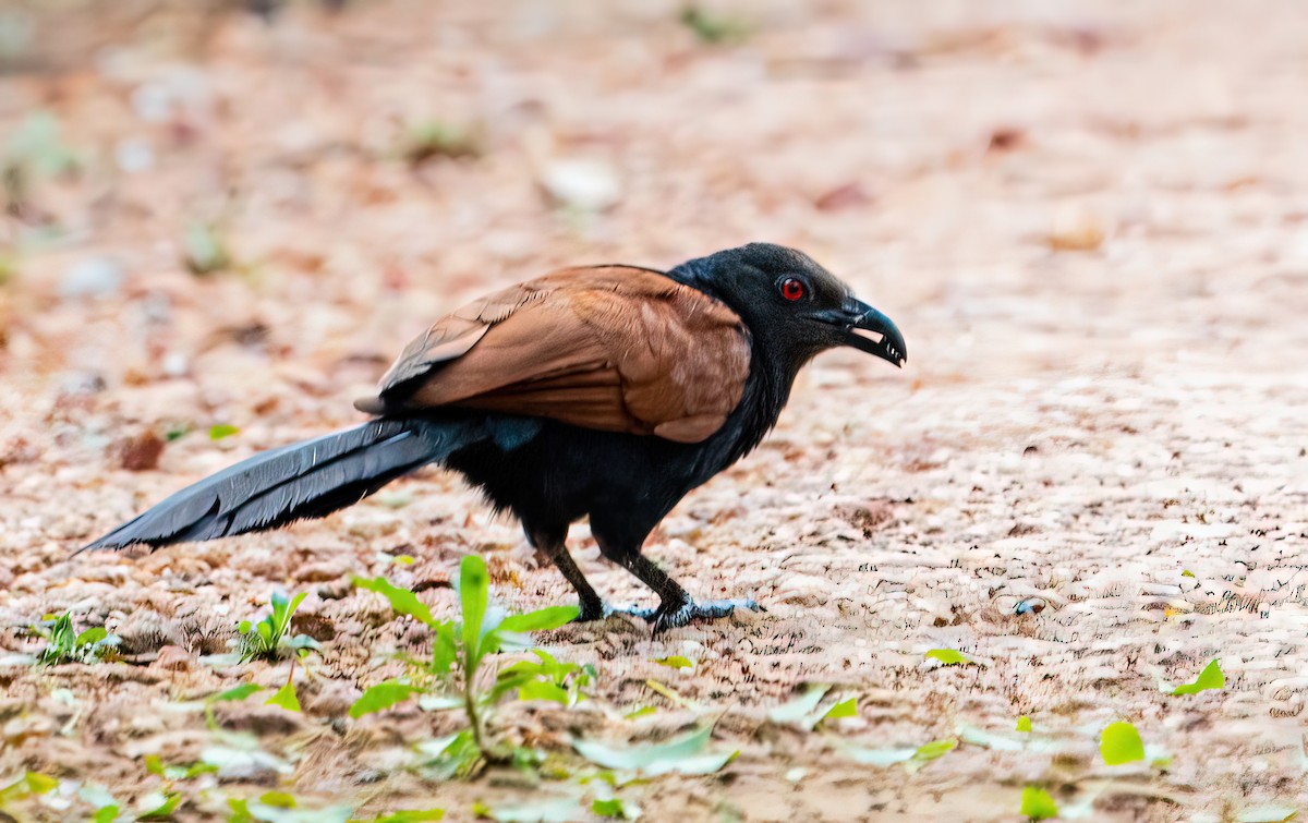 Greater Coucal - ML581702891