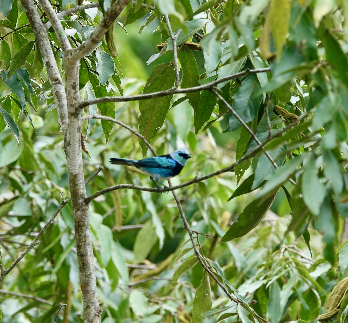 Masked Tanager - ML581702901