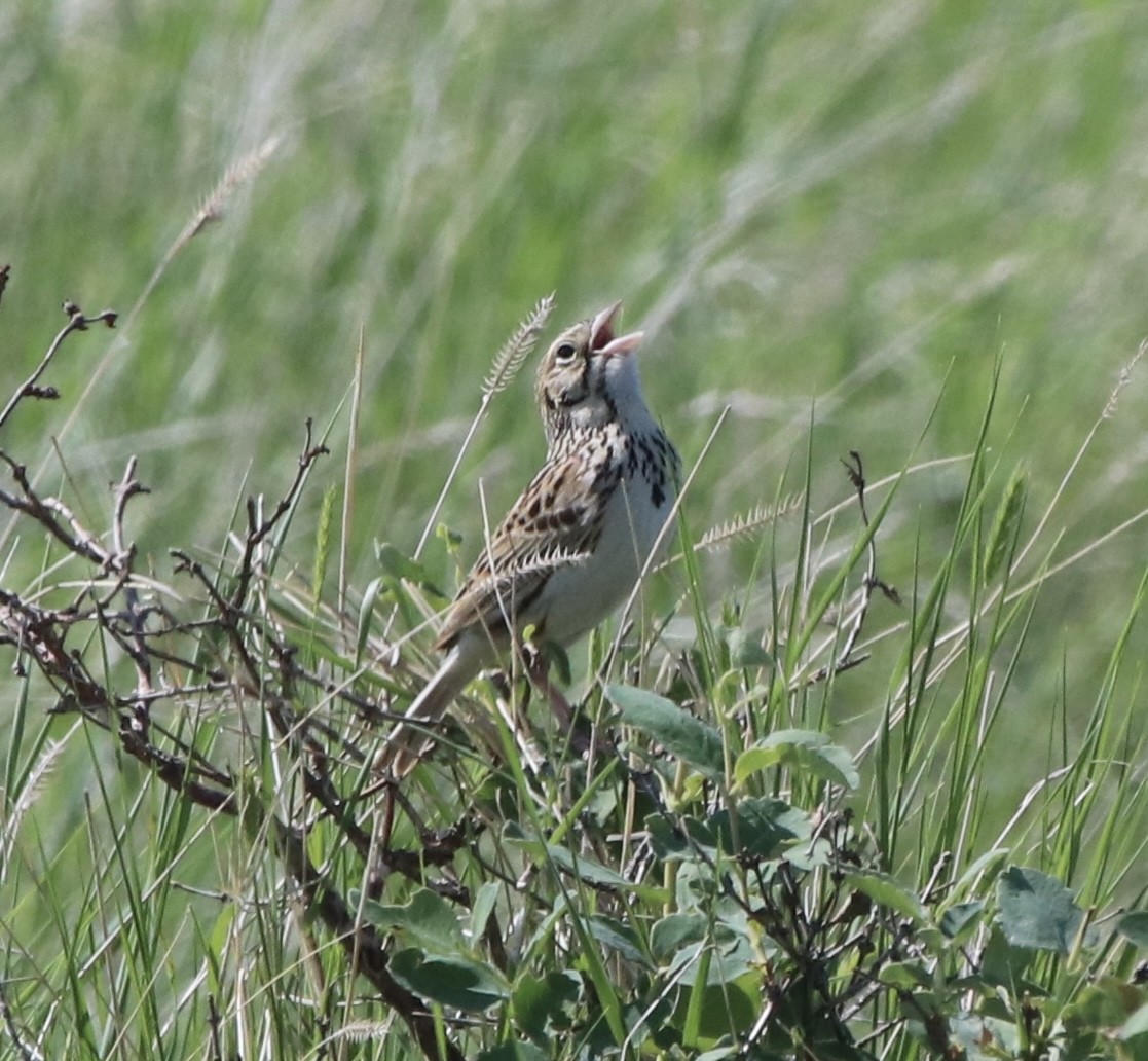 Baird's Sparrow - ML581704001