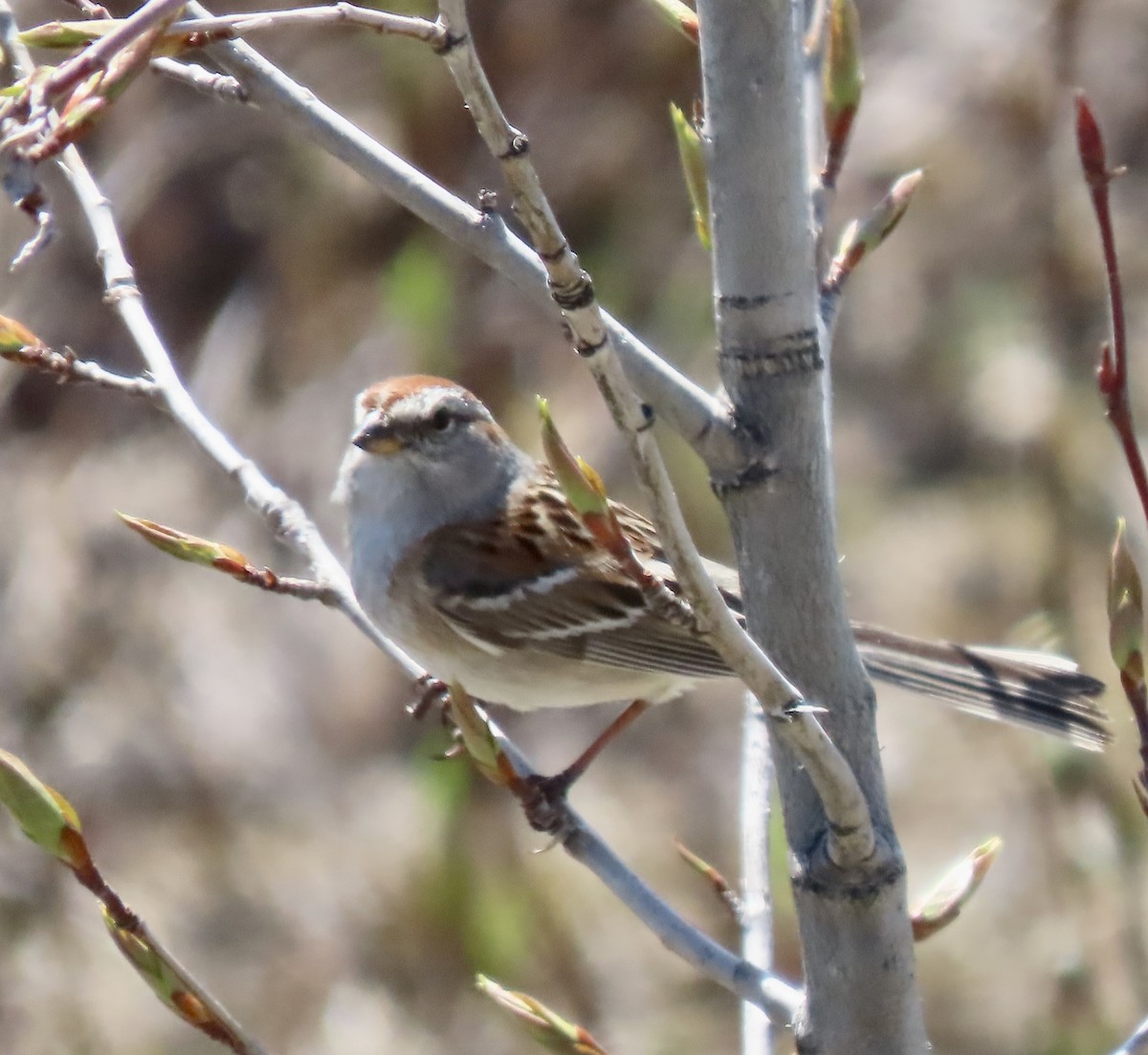 American Tree Sparrow - ML581705131