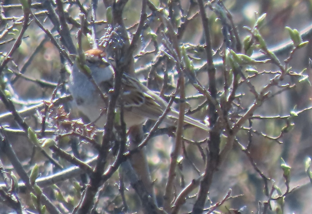 American Tree Sparrow - ML581705171