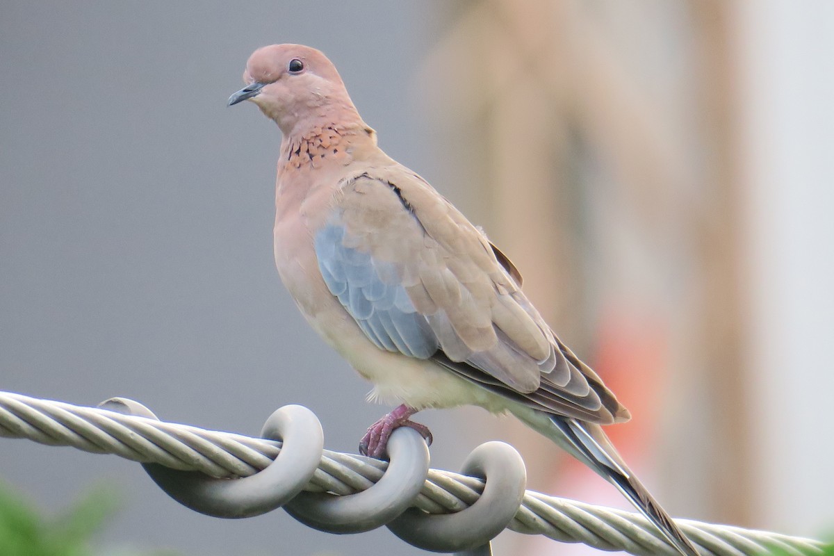 Laughing Dove - ML581707251