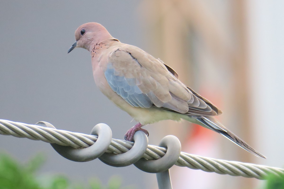 Laughing Dove - ML581707271