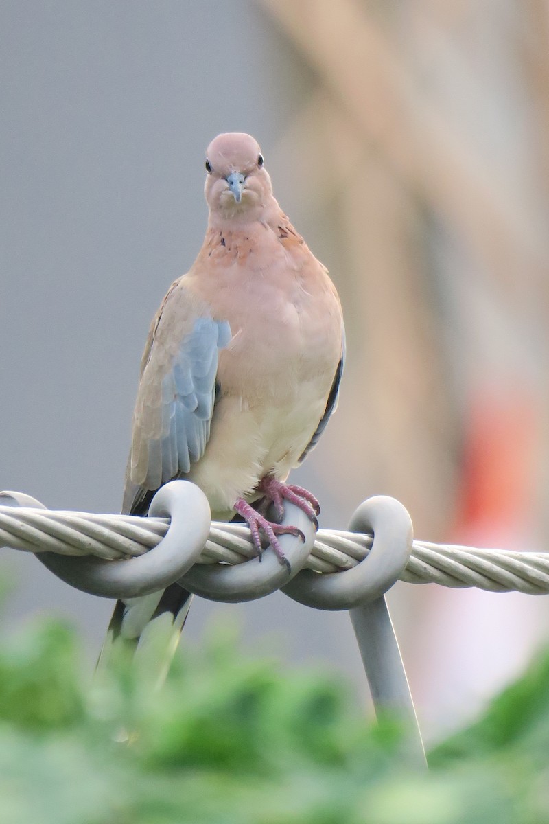Laughing Dove - ML581707281