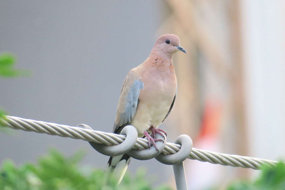 Laughing Dove - ML581707301