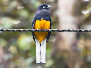  - White-tailed Trogon