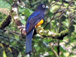  - White-tailed Trogon