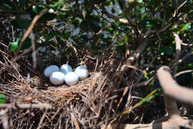 Nest with eggs. - Yellow Bittern - 