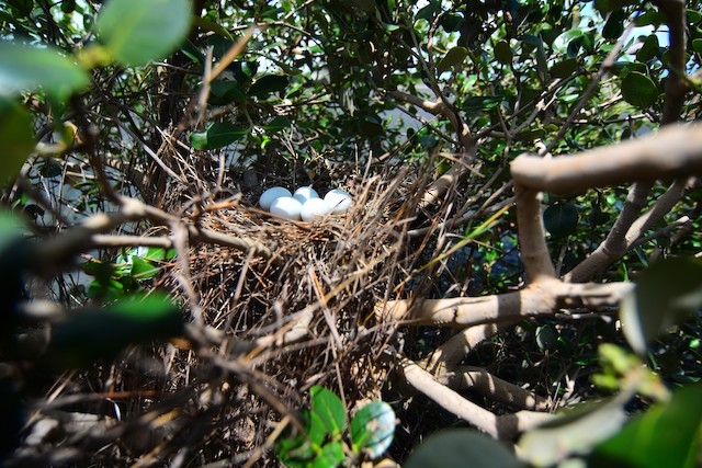 Nest with eggs; general view. - Yellow Bittern - 