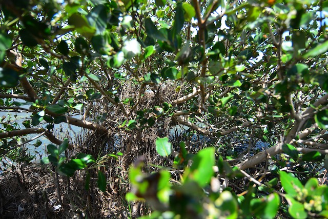 Nest with eggs concealed in vegetation. - Yellow Bittern - 