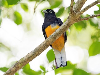  - White-tailed Trogon