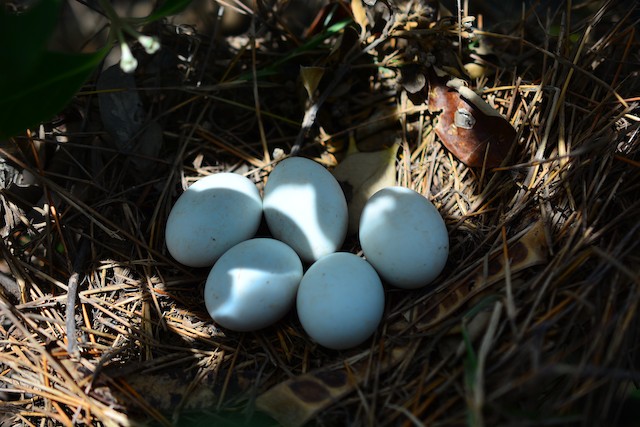 Clutch of five eggs. - Yellow Bittern - 