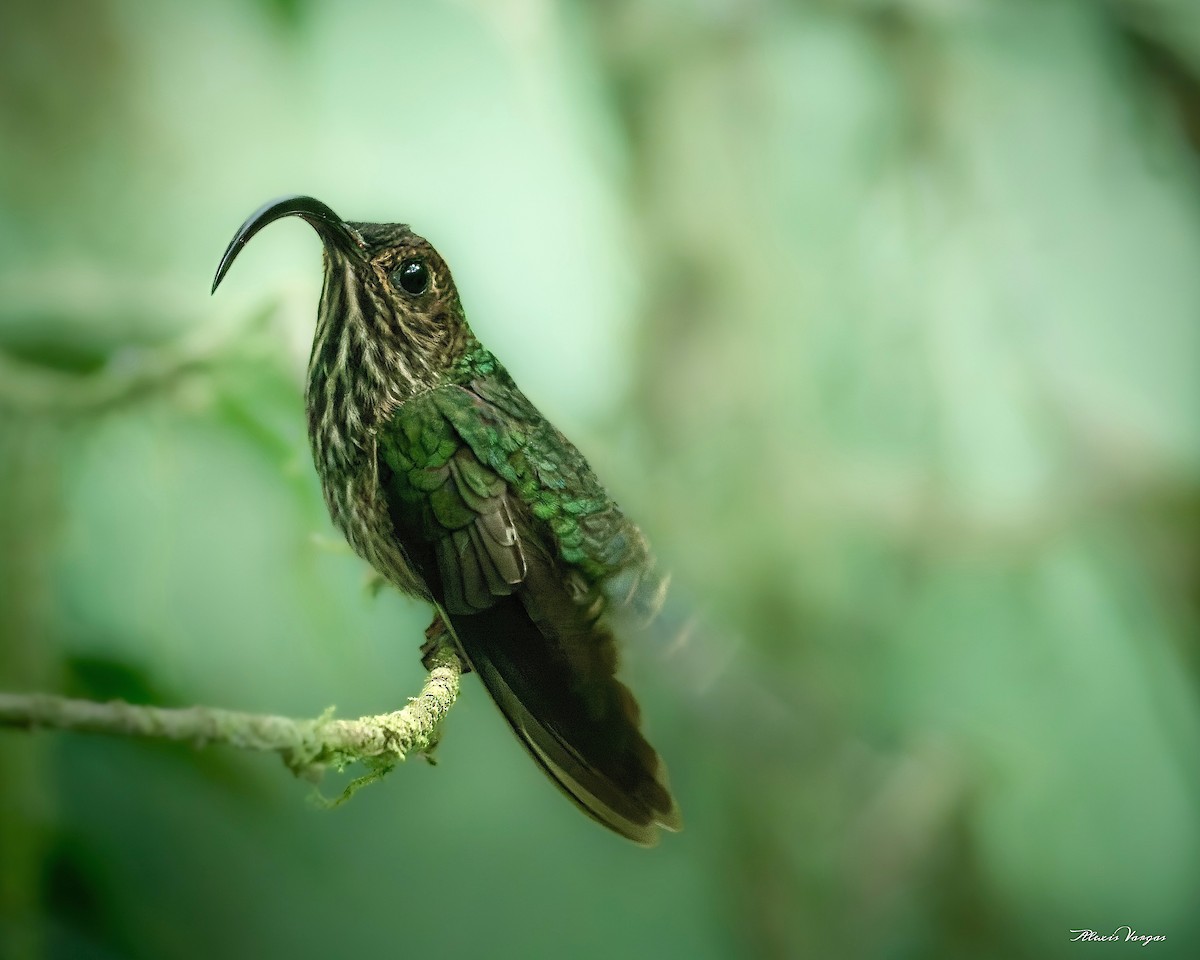 kolibřík orlozobec - ML581711141