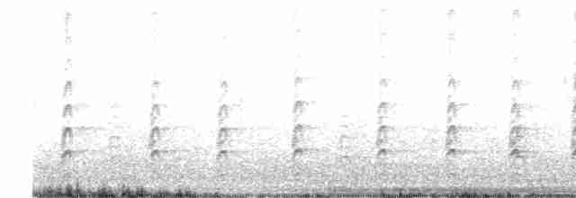 svartkronestylteløper (knudseni) - ML581715361
