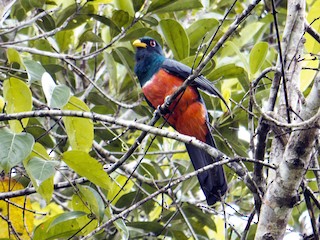  - Black-tailed Trogon