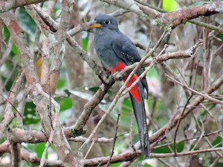  - Black-tailed Trogon