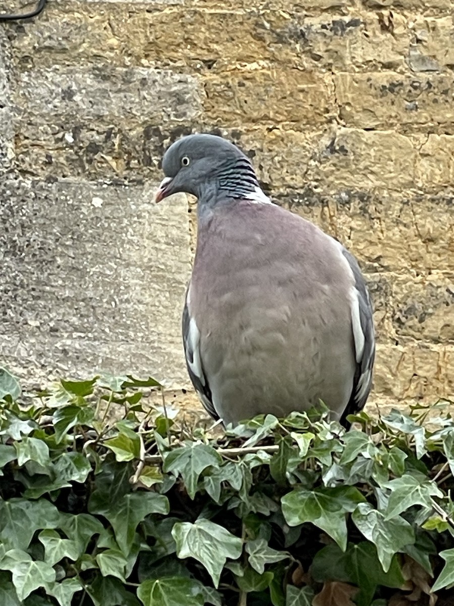 Common Wood-Pigeon - ML581721341