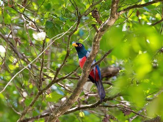  - Black-tailed Trogon