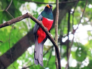  - Black-tailed Trogon