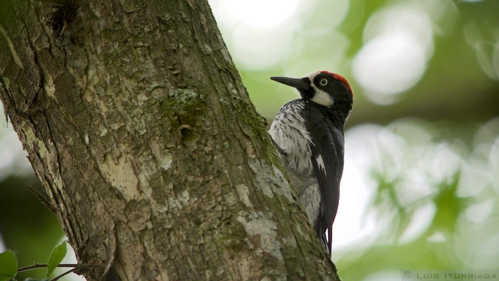 Acorn Woodpecker - Luis Iturriaga Morales