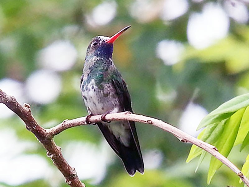 sapphire hummingbear