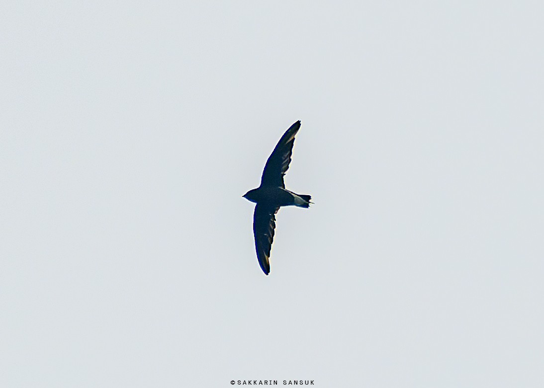 Brown-backed Needletail - ML581724441