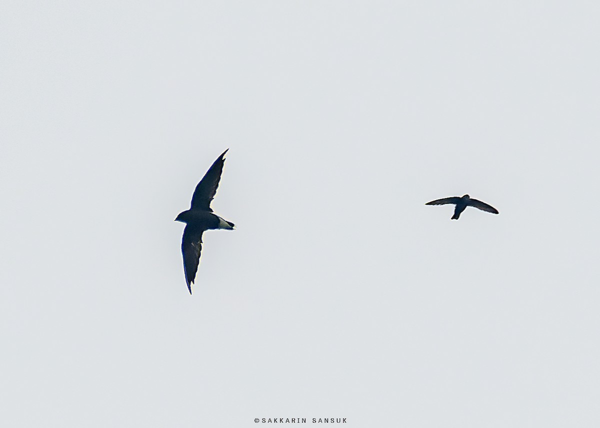 Brown-backed Needletail - ML581724471