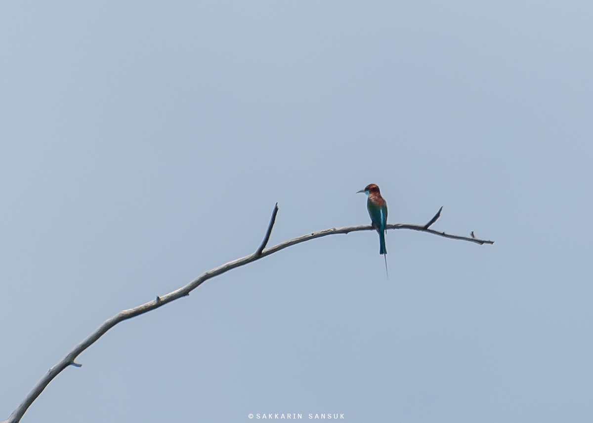 Blue-throated Bee-eater - ML581725231