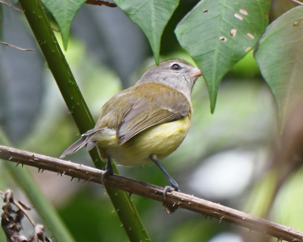 Puerto Rican Vireo - ML581725981