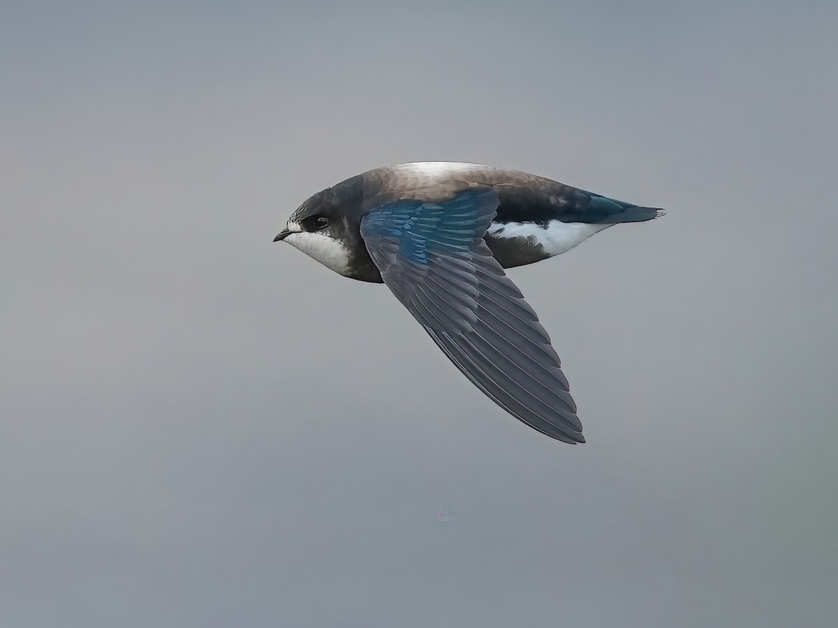 White-throated Needletail - Hirundapus caudacutus - Birds of the World