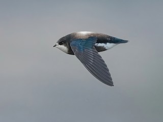  - White-throated Needletail