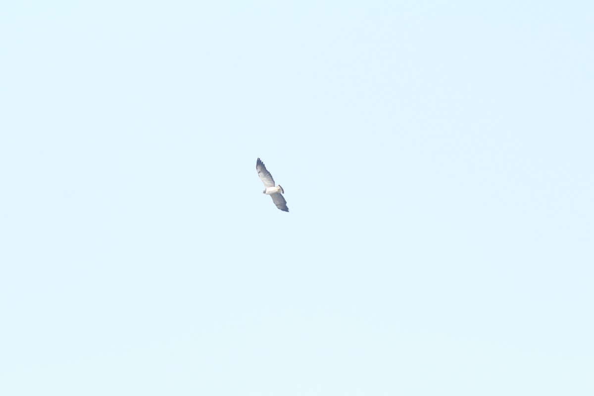 White-tailed Hawk - ML581729601