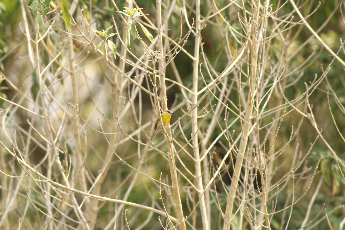 Rufous-capped Warbler - ML581729971