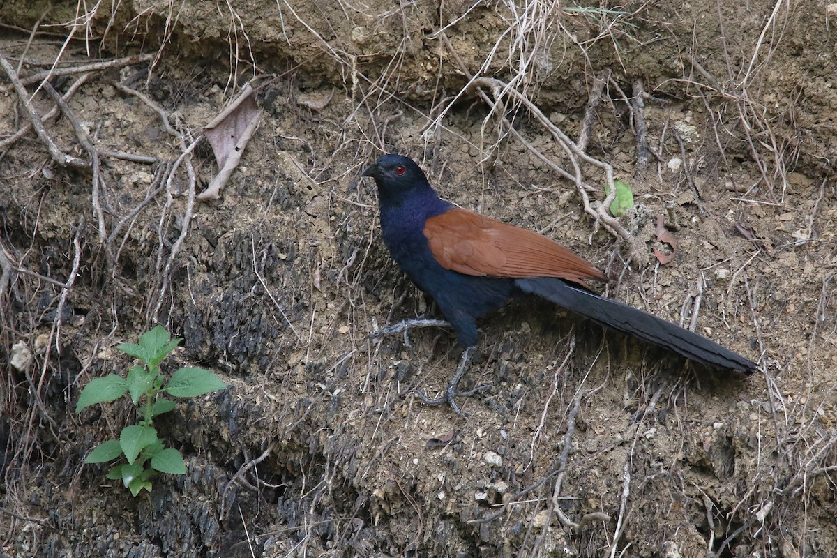 Greater Coucal (Greater) - ML581730391