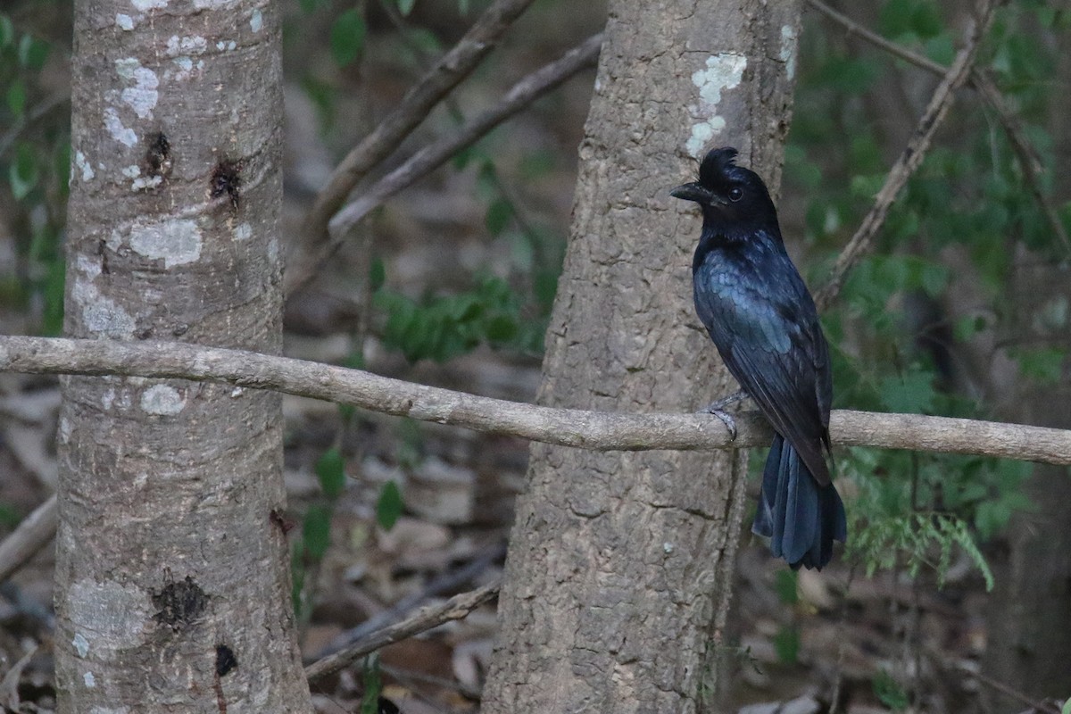 Greater Racket-tailed Drongo - ML581730431