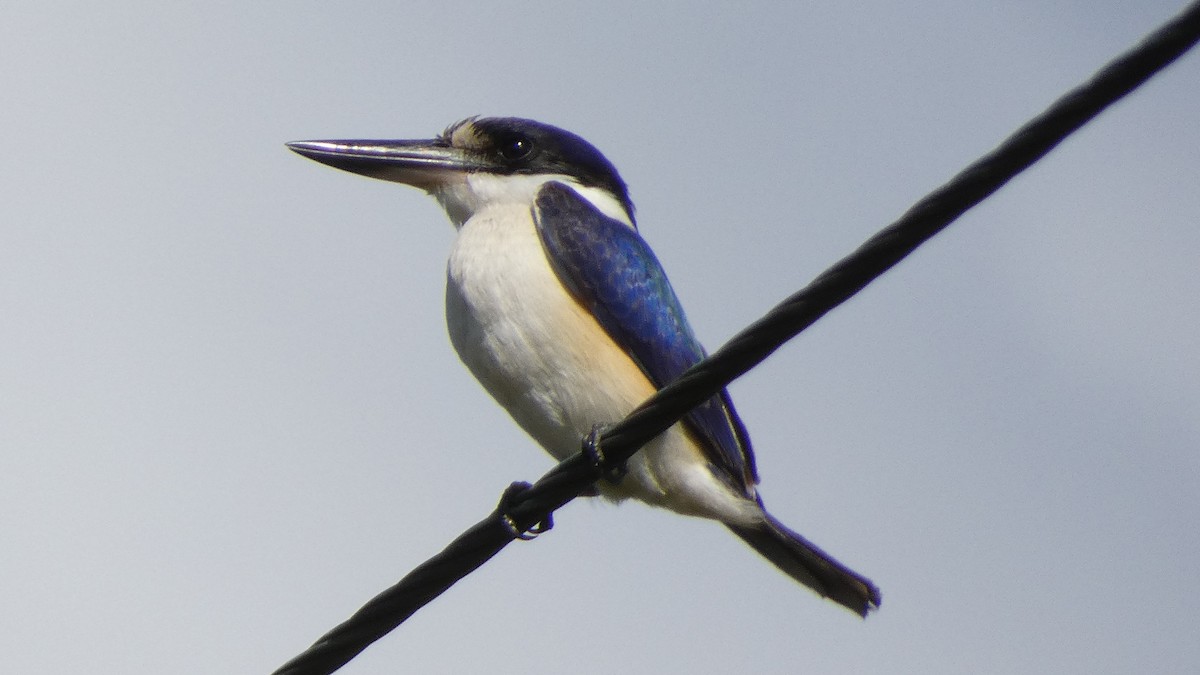 Forest Kingfisher - ML581732821