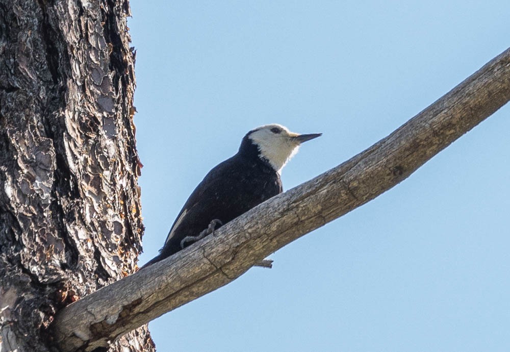 White-headed Woodpecker - ML581740831