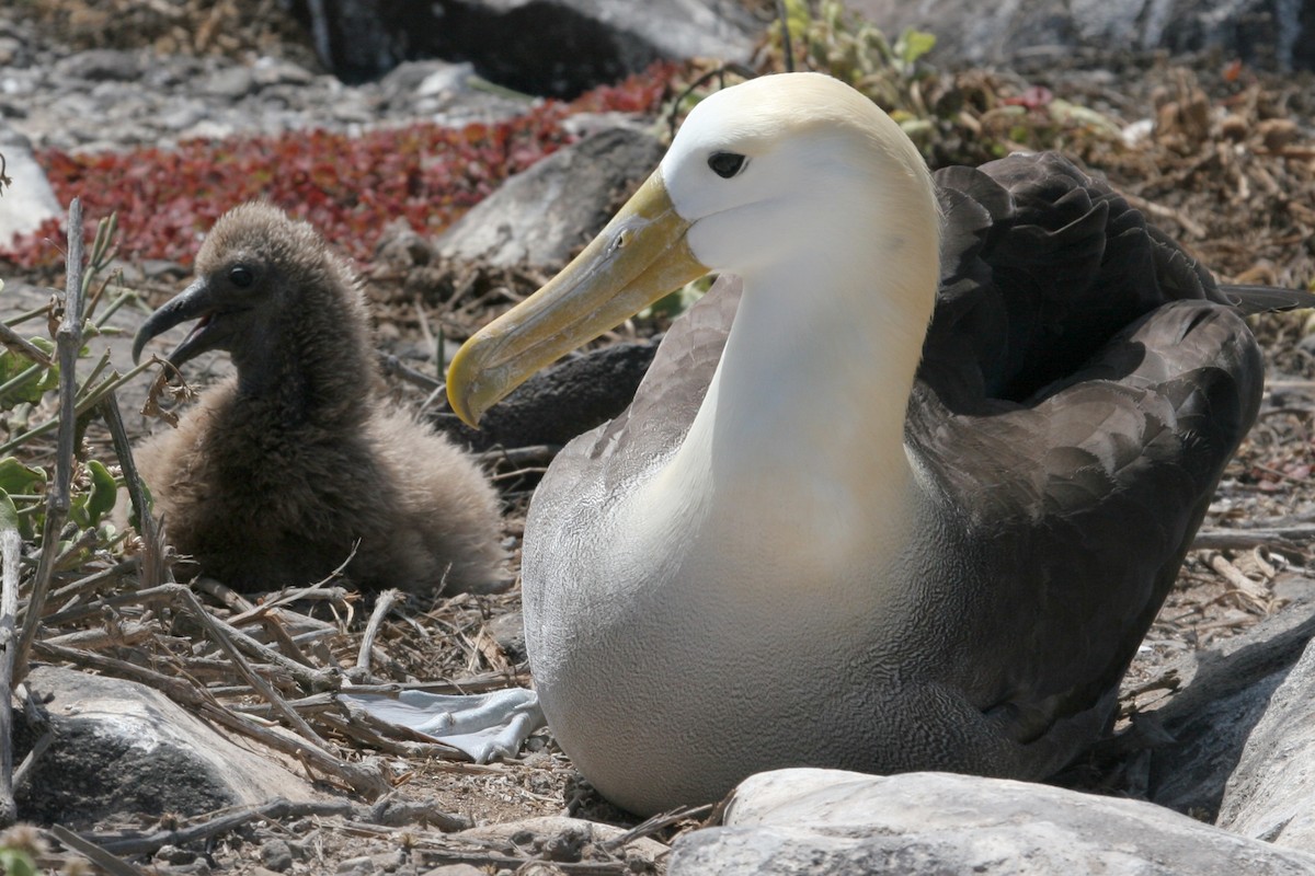Albatros des Galapagos - ML581742341